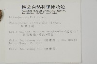 華鳳丫蕨藏品圖，第2張