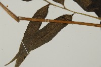 華鳳丫蕨藏品圖，第3張