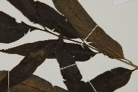 華鳳丫蕨藏品圖，第4張