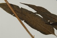 華鳳丫蕨藏品圖，第5張