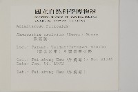 澤瀉蕨藏品圖，第2張