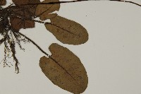 澤瀉蕨藏品圖，第3張