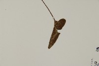 澤瀉蕨藏品圖，第4張