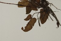 澤瀉蕨藏品圖，第5張