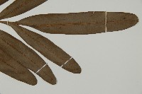 鹵蕨藏品圖，第2張