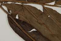 鹵蕨藏品圖，第4張