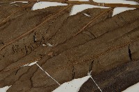 鹵蕨藏品圖，第5張