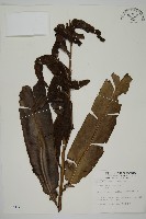 鹵蕨藏品圖，第1張