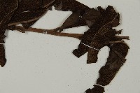 鹵蕨藏品圖，第3張