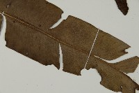 鹵蕨藏品圖，第4張