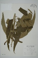 日本鳳丫蕨藏品圖，第1張