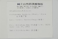 日本鳳丫蕨藏品圖，第2張