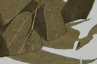 日本鳳丫蕨藏品圖，第3張