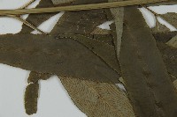 日本鳳丫蕨藏品圖，第4張