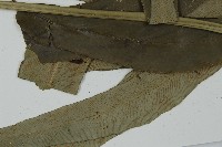 日本鳳丫蕨藏品圖，第5張