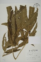 日本鳳丫蕨藏品圖，第1張