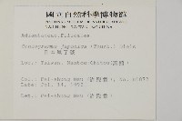 日本鳳丫蕨藏品圖，第2張