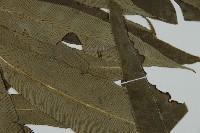 日本鳳丫蕨藏品圖，第4張