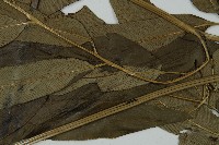 日本鳳丫蕨藏品圖，第5張