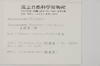 全緣鳳丫蕨藏品圖，第2張