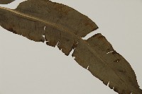 全緣鳳丫蕨藏品圖，第3張