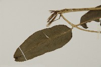 全緣鳳丫蕨藏品圖，第4張