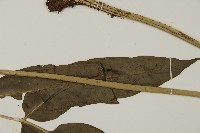 全緣鳳丫蕨藏品圖，第5張