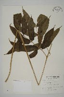 全緣鳳丫蕨藏品圖，第1張