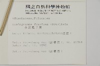 全緣鳳丫蕨藏品圖，第2張