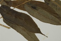 全緣鳳丫蕨藏品圖，第3張