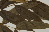 全緣鳳丫蕨藏品圖，第4張