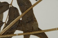 全緣鳳丫蕨藏品圖，第5張