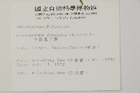 全緣鳳丫蕨藏品圖，第2張