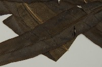 全緣鳳丫蕨藏品圖，第3張