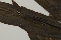 全緣鳳丫蕨藏品圖，第4張