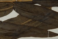 全緣鳳丫蕨藏品圖，第5張