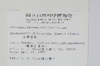 全緣卷柏藏品圖，第2張