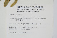 長葉腎蕨藏品圖，第2張