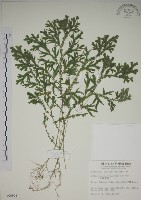 生根卷柏藏品圖，第1張