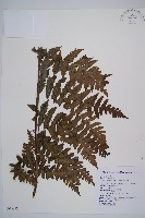 生根卷柏藏品圖，第1張