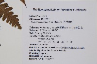 生根卷柏藏品圖，第2張