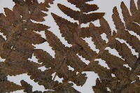 生根卷柏藏品圖，第4張