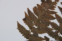 生根卷柏藏品圖，第5張