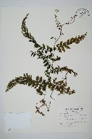 瓶蕨藏品圖，第1張