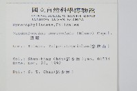 瓶蕨藏品圖，第2張