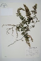 瓶蕨藏品圖，第1張