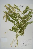 全緣卷柏藏品圖，第1張