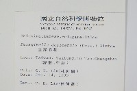 全緣卷柏藏品圖，第2張