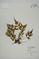 革葉鐵角蕨藏品圖，第1張