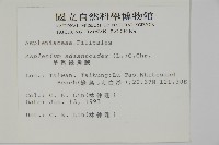 革葉鐵角蕨藏品圖，第2張